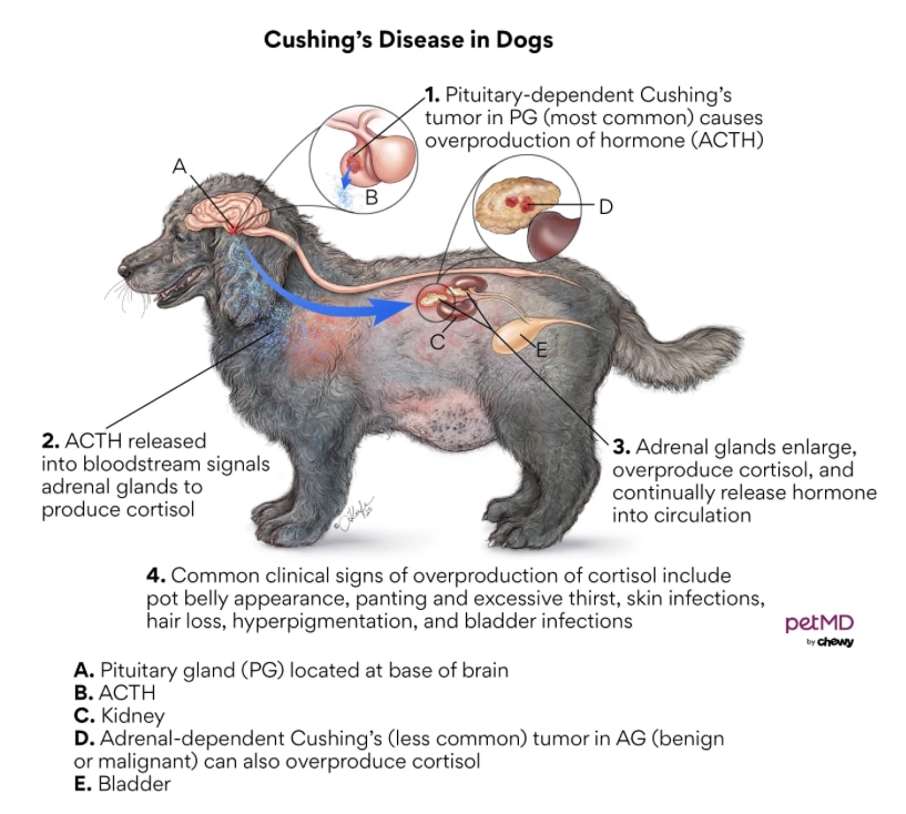 Cushing's Disease in Dogs; a diagram of the process of Cushing's disease in dogs.
